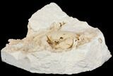 Fossil Crab (Potamon) Preserved in Travertine - Turkey #145044-3